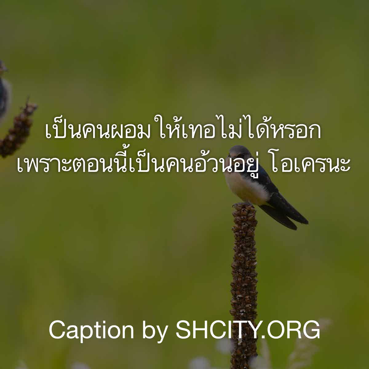 แคปชั่นอ่อย