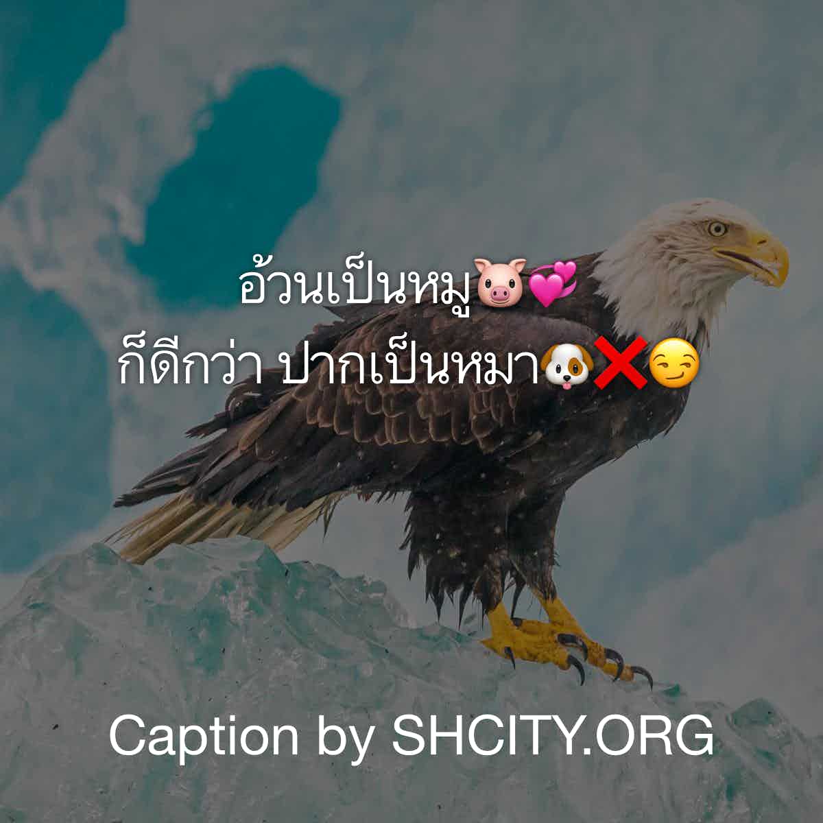 แคปชั่นกวนตีน