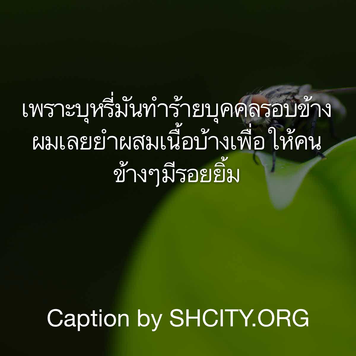 แคปชั่นกวนตีน
