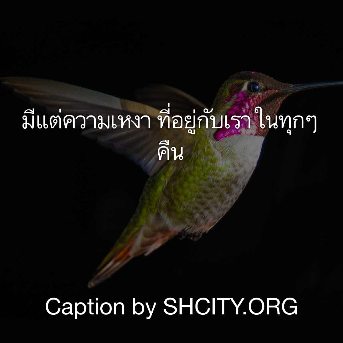 แคปชั่นกวนตีน