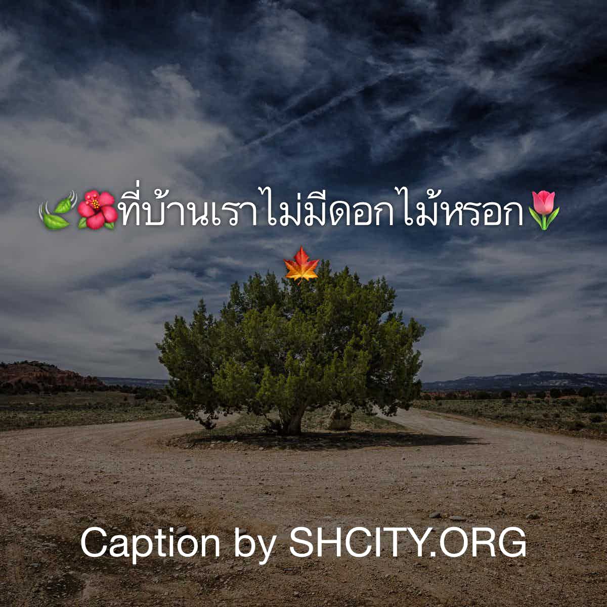 แคปชั่น2020
